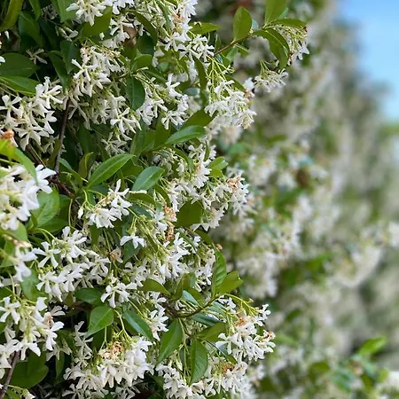 Elsa Haus Apartmán *