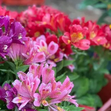 Appartement Elsa Haus