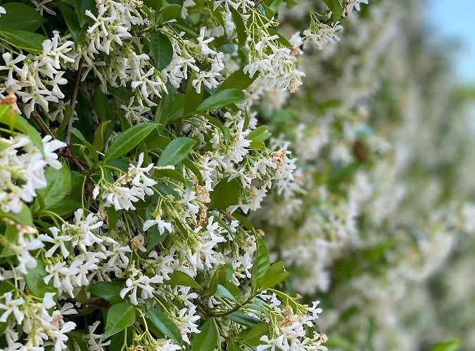 艾尔莎之家公寓 公寓 *