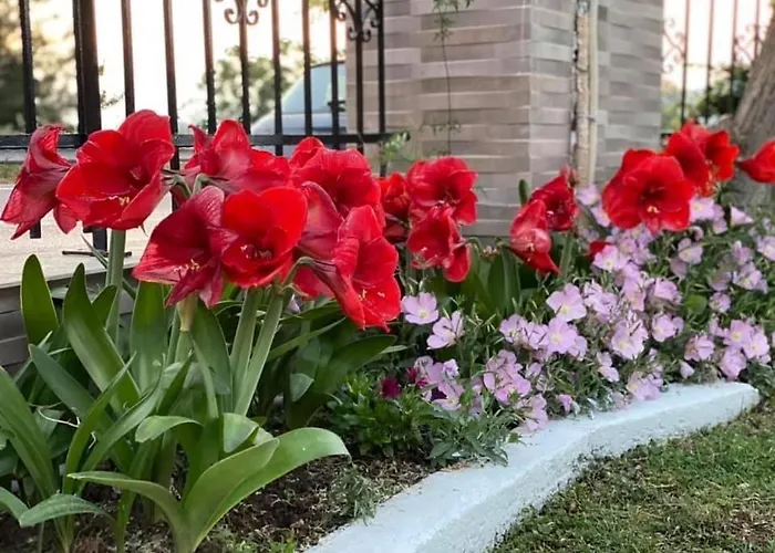 艾尔莎之家公寓 *